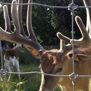 Meet your Posher, Kip